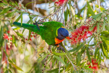 Rainbow Lorikeet in the bottlebrush tree