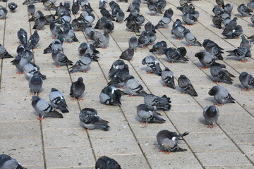 Wild flock of pigeons in the urban city square  - Powered by Adobe