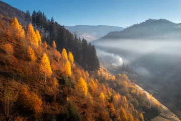 Foto op Plexiglas Aerial view of beautiful orange trees on the hill in fog in mountain valley at sunrise in autumn in Ukraine. Colorful landscape with foggy forest, fields and meadows, blue sky. Woods in fall. Nature © den-belitsky