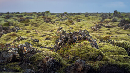 moss covered rocks in Iceland