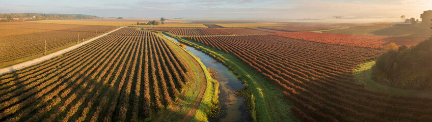 Blueberry Fields in their autumn color. Aerial view of a blueberry farm located in the Skagit...