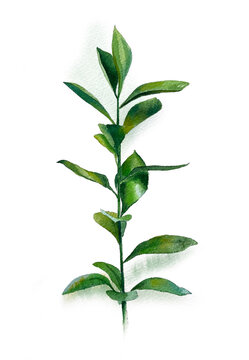Watercolour ruscus leaves, green twig, greenery, plant, botanical illustration. High quality photo