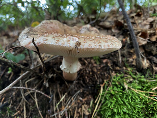A forest mushroom growing among fallen leaves in the woods
