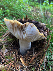 A forest mushroom growing among fallen leaves in the woods