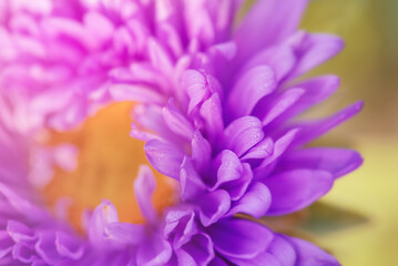 The aster flower is purple with yellow. A flower with water drops on the petals, macro photo.