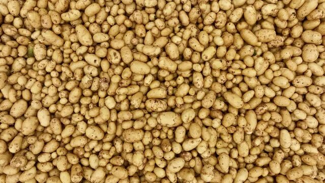Fresh raw Gold and White potatoes. They are a good source of potassium, vitamin C, and fiber, and they are also gluten-free and vegan. Yukon Gold, Alouette, Carolus, Levante, Diamant, Adato, Fontane