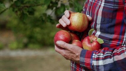Ripe red organic apples in the hands of old man. Close up. Farmer picks the harvest in his orchard.