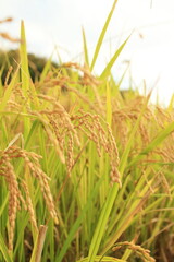 美しい黄金の稲