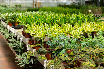 Fototapeta na wymiar Potted variegated cultivars of dracaena with striped leaves offered for sale in greenhouse..