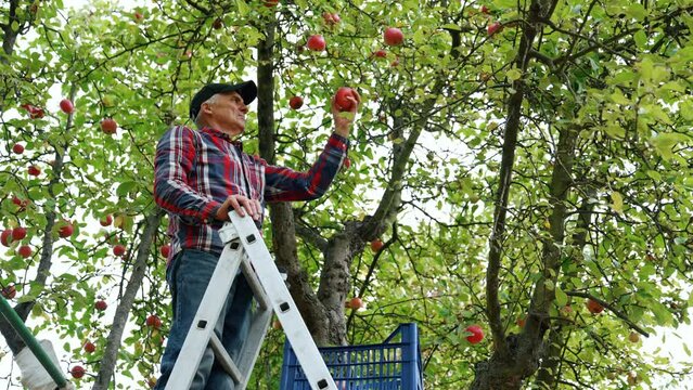 Harvesting season in the apple orchard. Farmer stands on the ladder gathering the fruit. Low angle view.