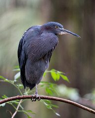Little Blue Heron Photo and Image.  Close-up profile view perched on a branch displaying blue feather in its environment with colourful background.