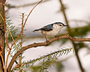 Nuthatch Photo and Image.  White-breasted Nuthatch perched on a tree branch in its environment and habitat surrounding with a blur background. .