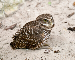 Owl Florida Burrowing Photo and Image.  Sitting on sand background. in its environment and habitat surrounding