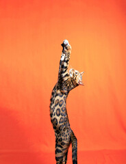 Bengal Cat photoshoting in photo studio on color background
