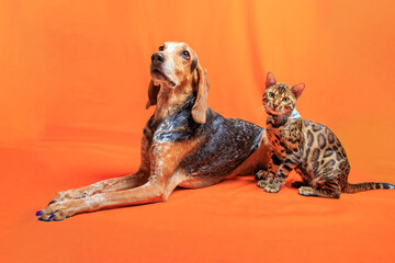 Bangal cat and mixed bred of German shorthaired pointer, photoshoot in studio.