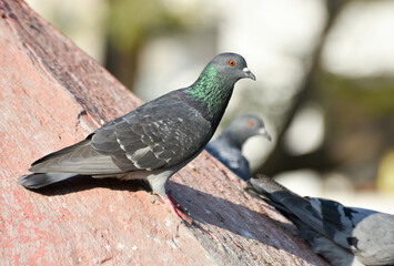 Pigeon standing on a roof