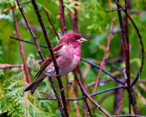 Purple Finch Photo and Image.  Male close-up side view, perched on a branch displaying red colour plumage with a forest background in its environment and habitat.