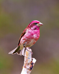 Purple Finch Photo and Image. Male close-up side view, perched on a birch branch displaying red colour plumage with a colourful  background in its environment