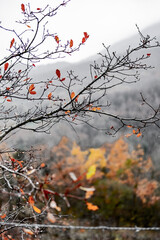 Water droplets on a rainy autumn day
