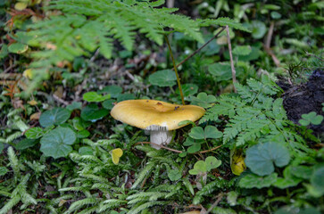 mushroom in the forest