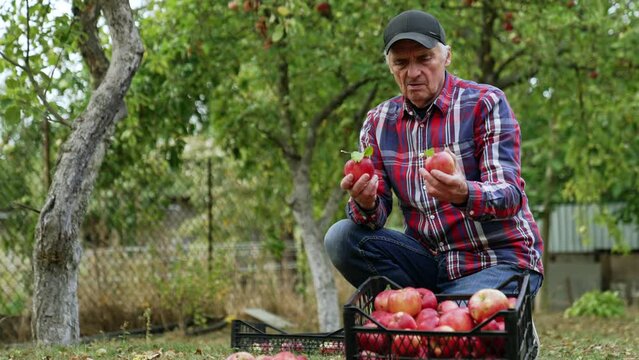 Male farmer wearing a checkered shirt and cap sits squatted near the box of apples. Man sorts the fruit after picking.