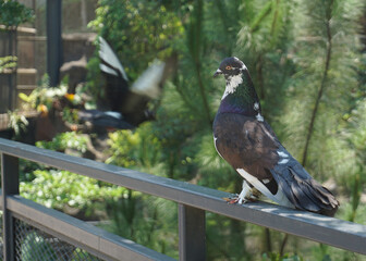 a dark pigeon or Columbidae standing in bird park fence waiting to fly