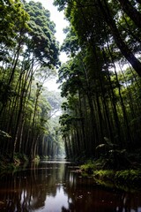 Fototapeta na wymiar tropical forest in the morning