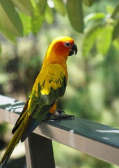 a yellow sun conure bird standing on a fence below tree shade, in large botanical garden aviary bird park.