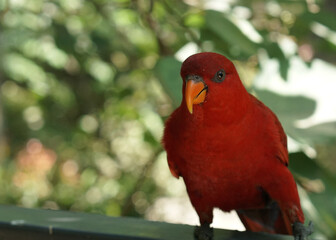 The red lory or Eos bornea perched on the park fence in front of green background, a species of parrot in the family Psittaculidae.