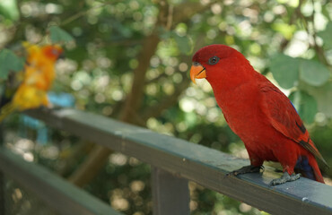 The red lory or Eos bornea perched on the park fence in front of green background, a species of parrot in the family Psittaculidae.