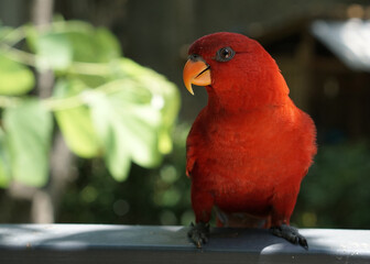 The red lory or Eos bornea perched on the park fence in front of green background, a species of parrot in the family Psittaculidae.
