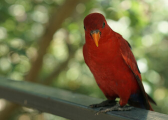 The red lory or Eos bornea perched on the park fence in front of green background, a species of parrot in the family Psittaculidae.
