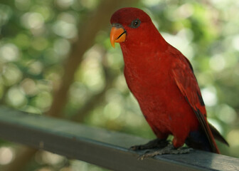 The red lory or Eos bornea perched on the park fence in front of green background, a species of parrot in the family Psittaculidae.