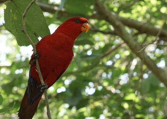 The red lory or Eos bornea perched on tree branch in a large botanical garden inside aviary dome, a species of parrot in the family Psittaculidae.