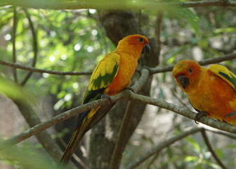 A lovely pair sun yellow conure bird perched on a tree branch, in large botanical garden inside aviary bird park.
