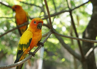A lovely pair sun yellow conure bird perched on a tree branch, in large botanical garden inside aviary bird park.