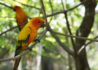 A lovely pair sun yellow conure bird perched on a tree branch, in large botanical garden inside aviary bird park.