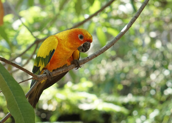 a yellow sun conure bird perched on a tree branch, in large botanical garden inside aviary bird park.