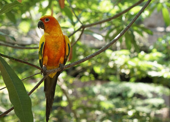 a yellow sun conure bird perched on a tree branch, in large botanical garden inside aviary bird park.