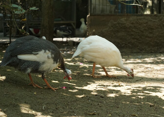 a group of Guineafowl in the bird park, they are birds of the family Numididae in the order Galliformes.