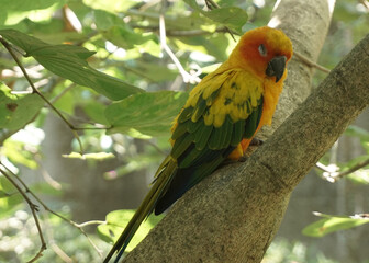 cute Yellow sun conure bird is sleeping on the tree branch inside large aviary dome in the bird park