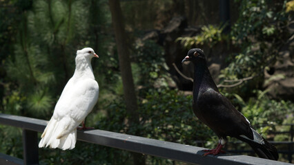 beautiful white doves standing on a fence in a large botanical garden inside the aviary dome