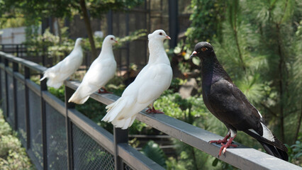 Fototapeta premium beautiful white doves and black one standing on a fence in a large botanical garden inside the aviary dome