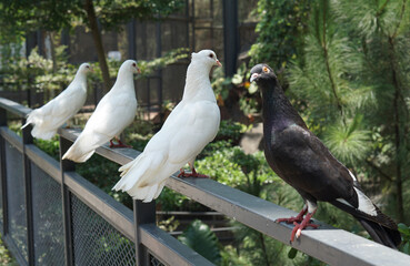beautiful white doves and black one standing on a fence in a large botanical garden inside the aviary dome
