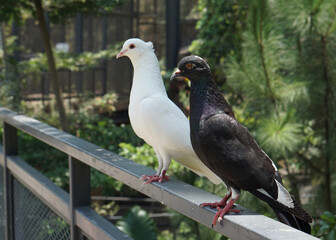 beautiful white doves and black one standing on a fence in a large botanical garden inside the aviary dome