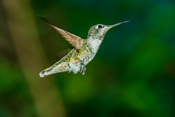 A female Anna's Hummingbird hovers mid-air looking for food