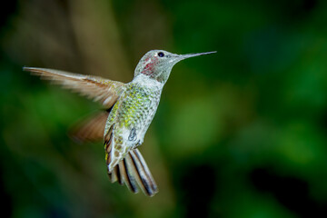 A female Anna's Hummingbird hovers mid-air looking for food