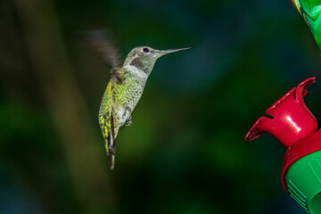 Female Anna's hummingbird drinks from a feeder