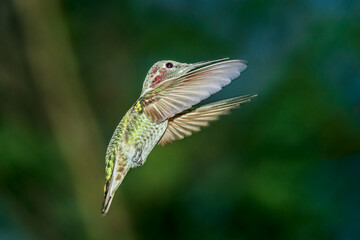 A female Anna's Hummingbird hovers mid-air looking for food