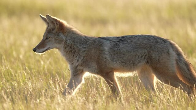 Coyote hunting a prairie dog colony at sunset, but settles for grasshoppers until bigger prey comes along. September in South Dakota. Slow motion, 1/2 natural speed.